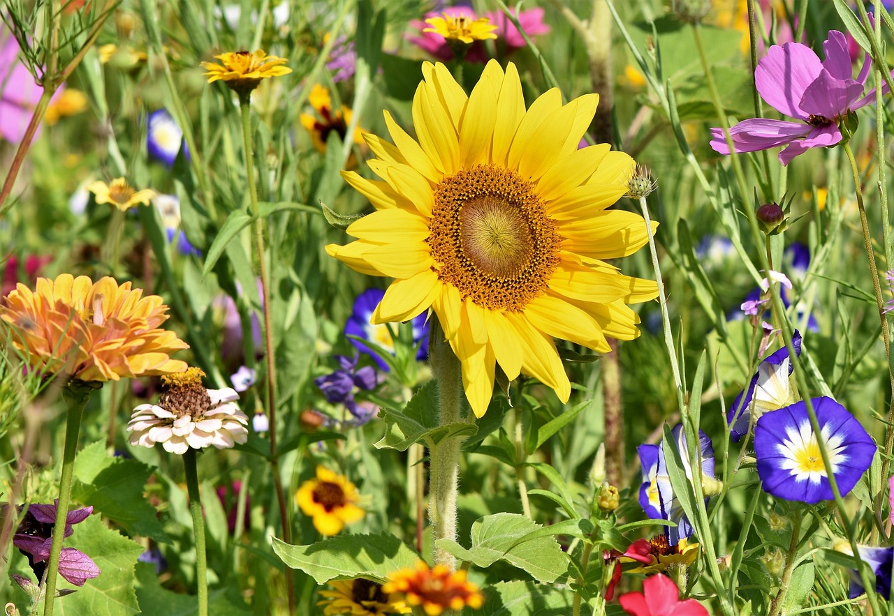 sunflower, flowers, flower bed, flower meadow, petals, bloom, bright, flower background, wild flowers, beautiful flowers, flower wallpaper, wildflowers, garden flowers, colorful, plant, meadow, nature, flora, garden